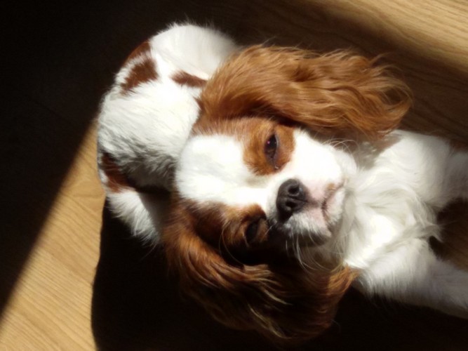 Cavalier king charles